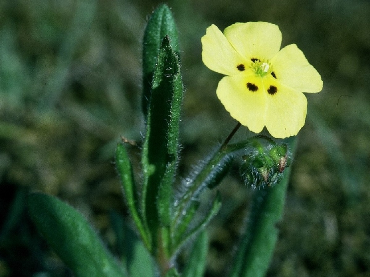 Tuberaria guttata (Cistaceae)